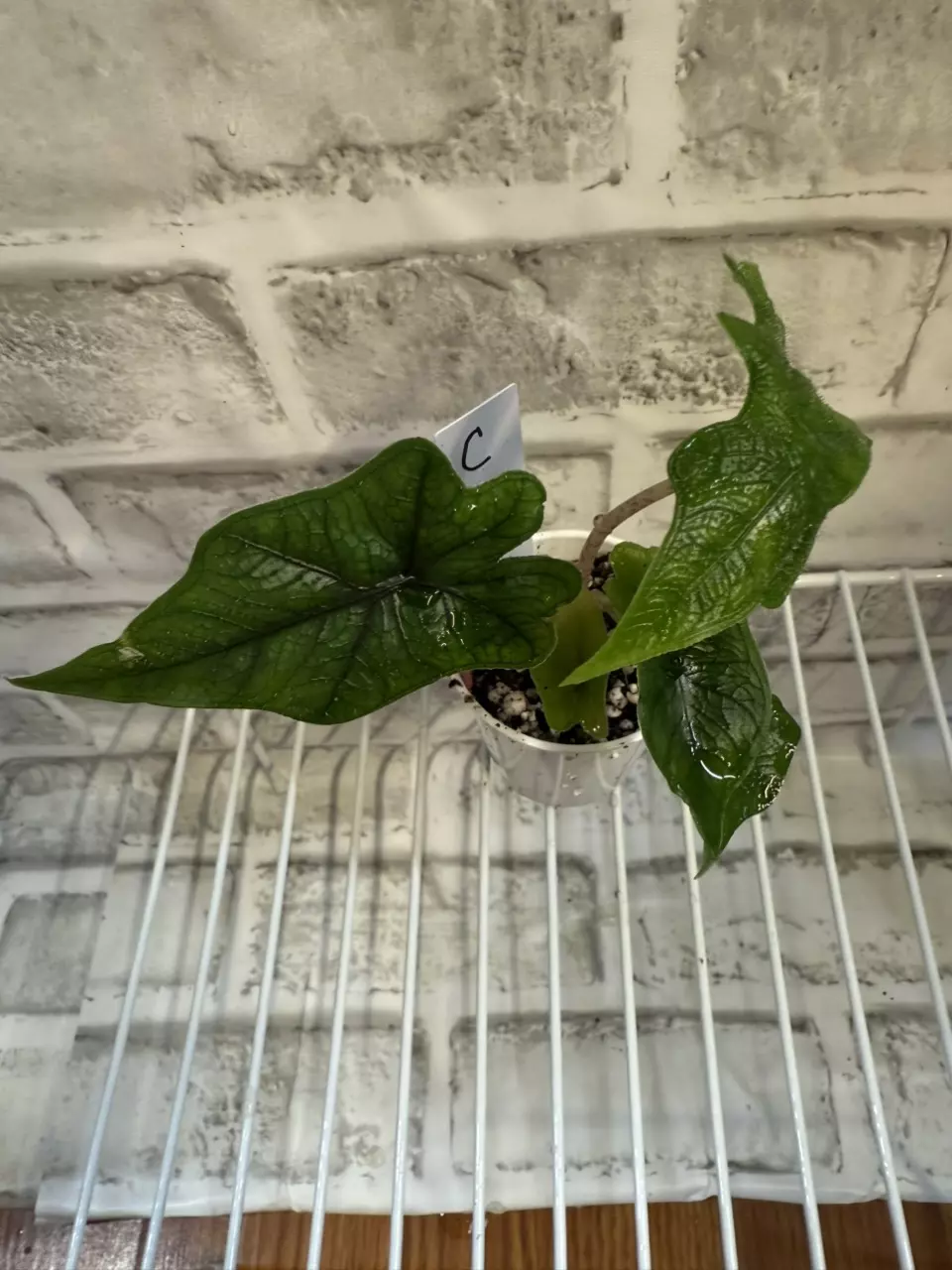 plant/Alocasia Jacklyn 2in pot C-0