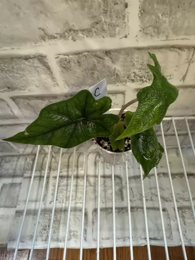 plant/Alocasia Jacklyn 2in pot C-0-thumbnail