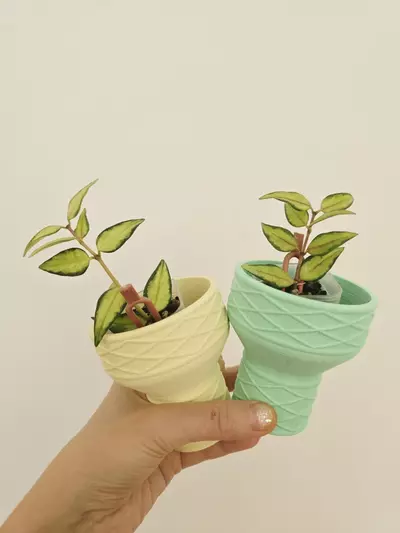 plant/Hoya bella inner variegated-0-thumbnail