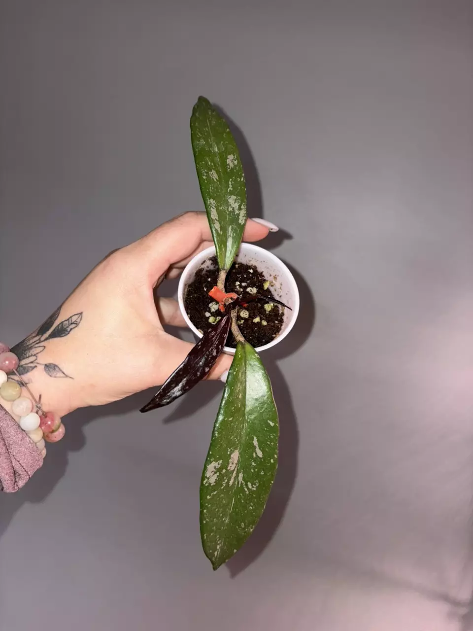 plant/Hoya Royal Hawaiian Purple-0