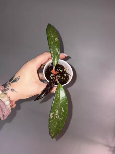 plant/Hoya Royal Hawaiian Purple-0-thumbnail