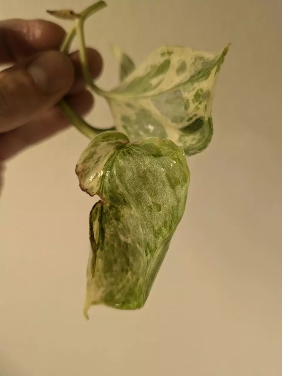 plant/Scindapsus hologram unrooted cutting ✂️note cosmetic damage on one leaf-2