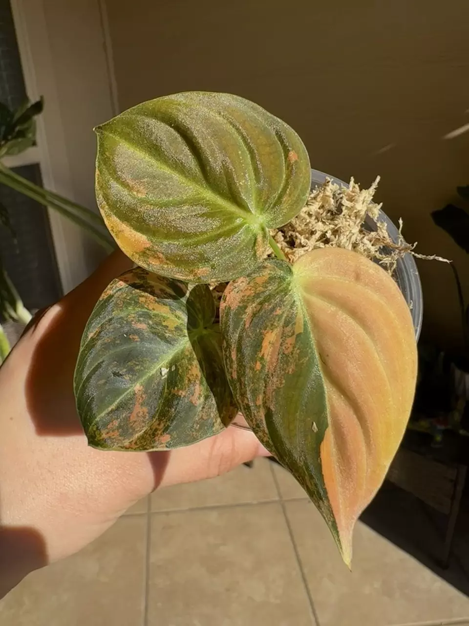 plant/Orange Melanochrysum-0