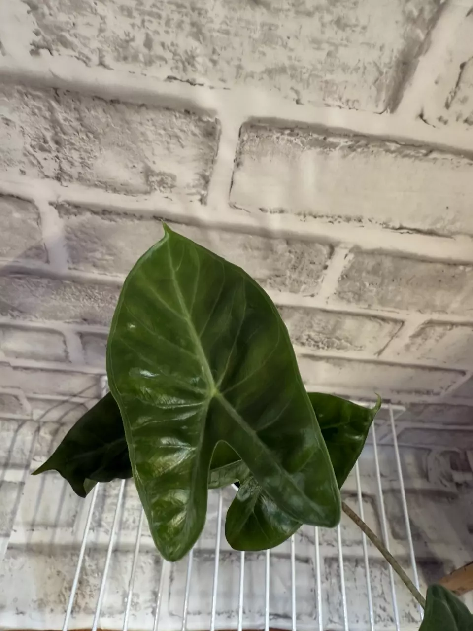 plant/Alocasia Ivory Coast 2in pot D-1