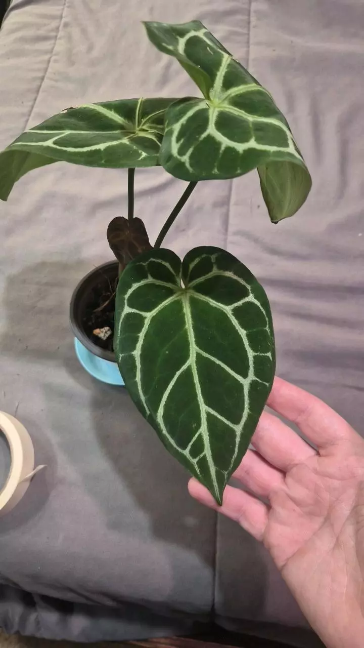 plant/Anthurium King of Spades x Dorayaki-1