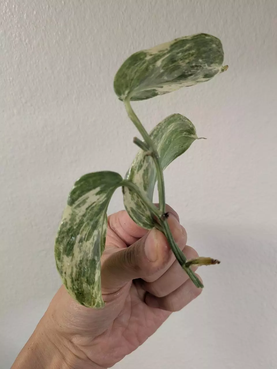 plant/Scindapsus hologram unrooted cutting ✂️-1