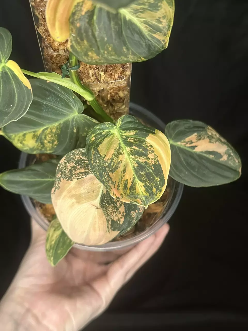 plant/Orange Melanochrysum-1