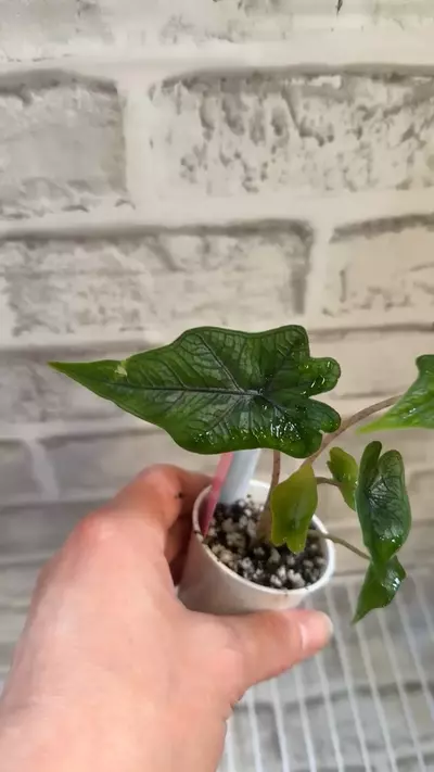 plant/Alocasia Jacklyn 2in pot C-3-thumbnail