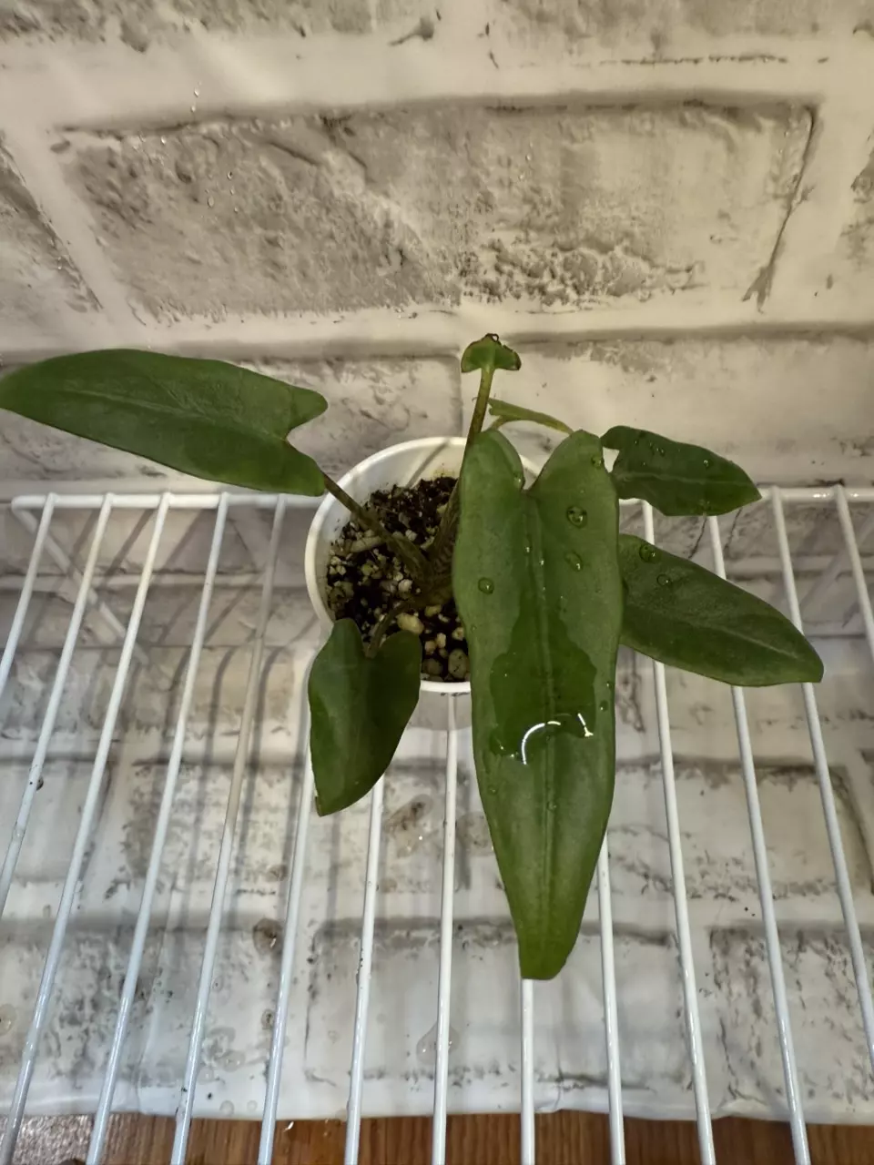 plant/Alocasia Lauterbachiana (from var. mother) 2in pot-0