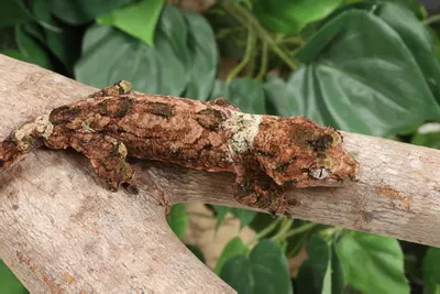 plant/CiJy0224-2-thumbnail