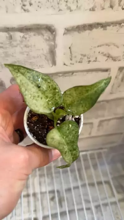 plant/Alocasia Cucullata Mint 2in pot-3-thumbnail