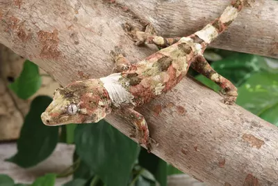 plant/VhRo0224 male-2-thumbnail