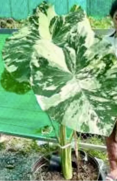 plant/New! Colocasia White Tiger 5pk tc-0