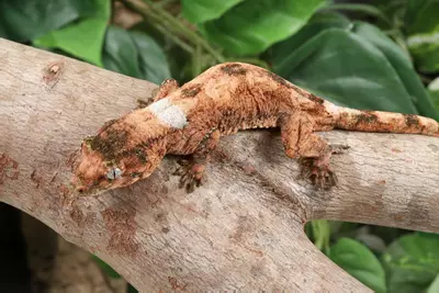 plant/YoPr0224-1-thumbnail