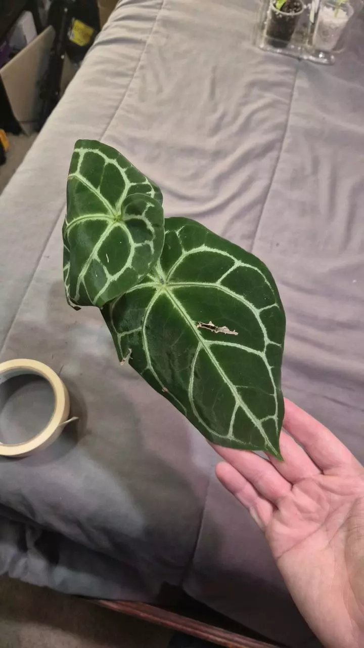 plant/Anthurium King of Spades x Dorayaki-0