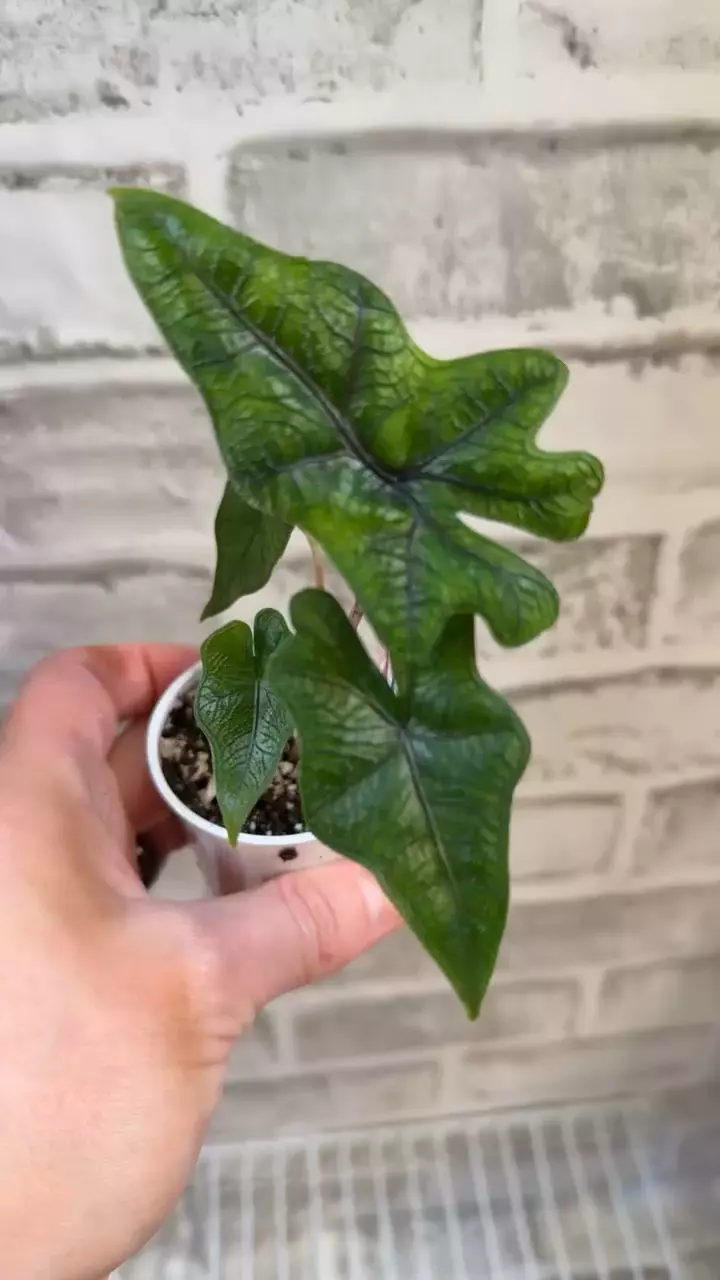plant/Alocasia Jacklyn 2in pot D-3