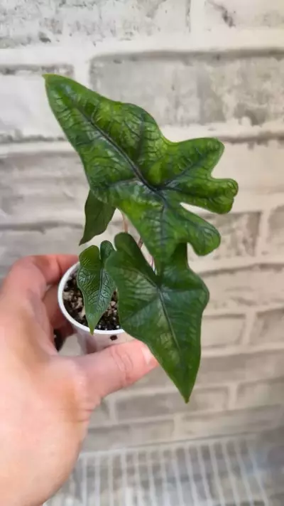 plant/Alocasia Jacklyn 2in pot D-3-thumbnail