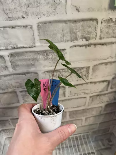 plant/Alocasia Jacklyn 2in pot D-1-thumbnail