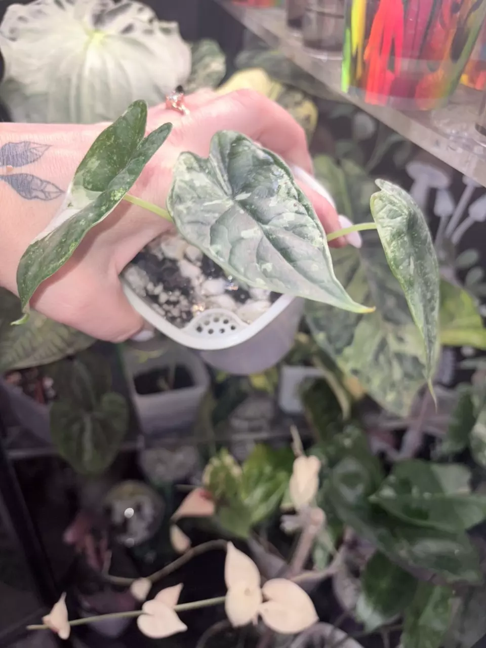 plant/Alocasia Dragon Scale Mint-1