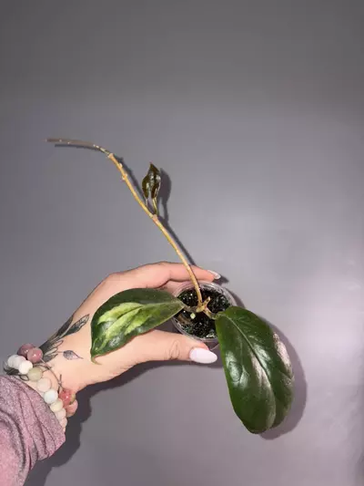 plant/Hoya Incrassata Moonshadow-0-thumbnail