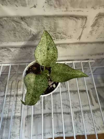 plant/Alocasia Cucullata Mint 2in pot-0-thumbnail