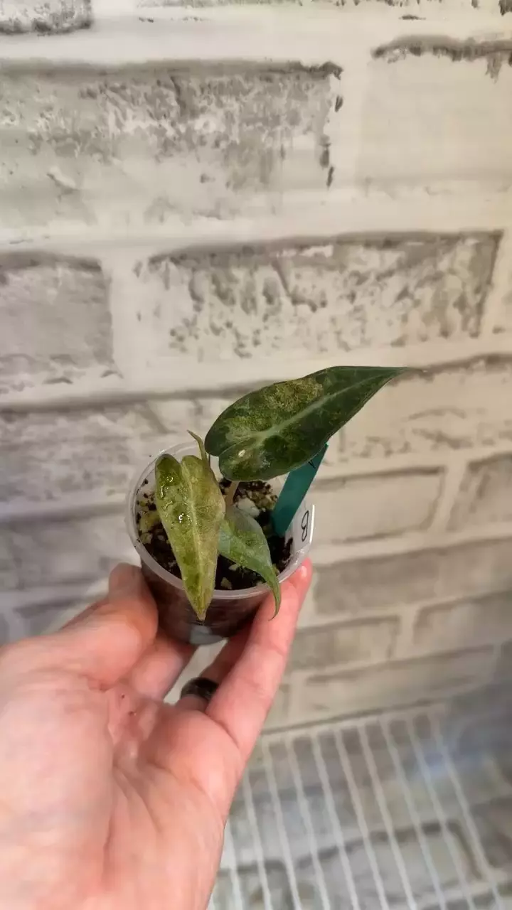 plant/Alocasia Polly Aurea 2in pot (from corm) B-3