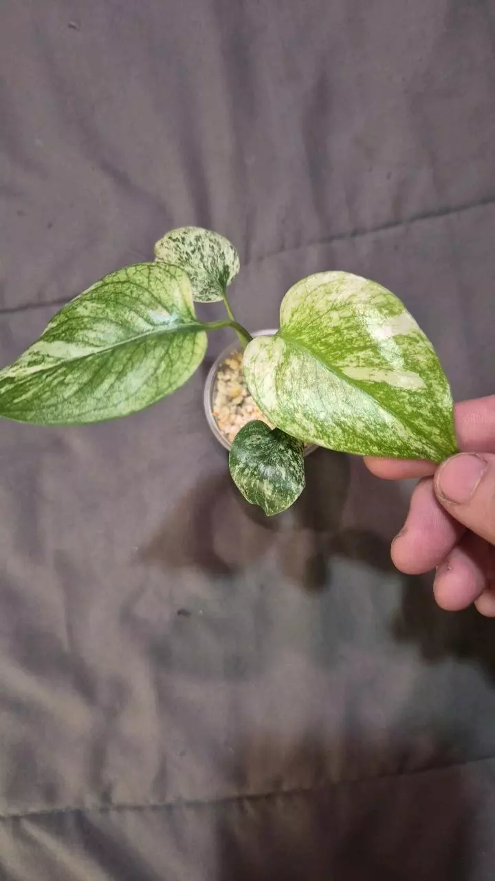 plant/Monstera Mint starter-2