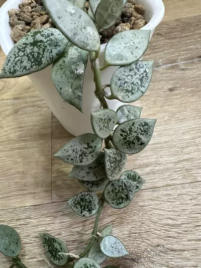 plant/Hoya leopard skin-3-thumbnail