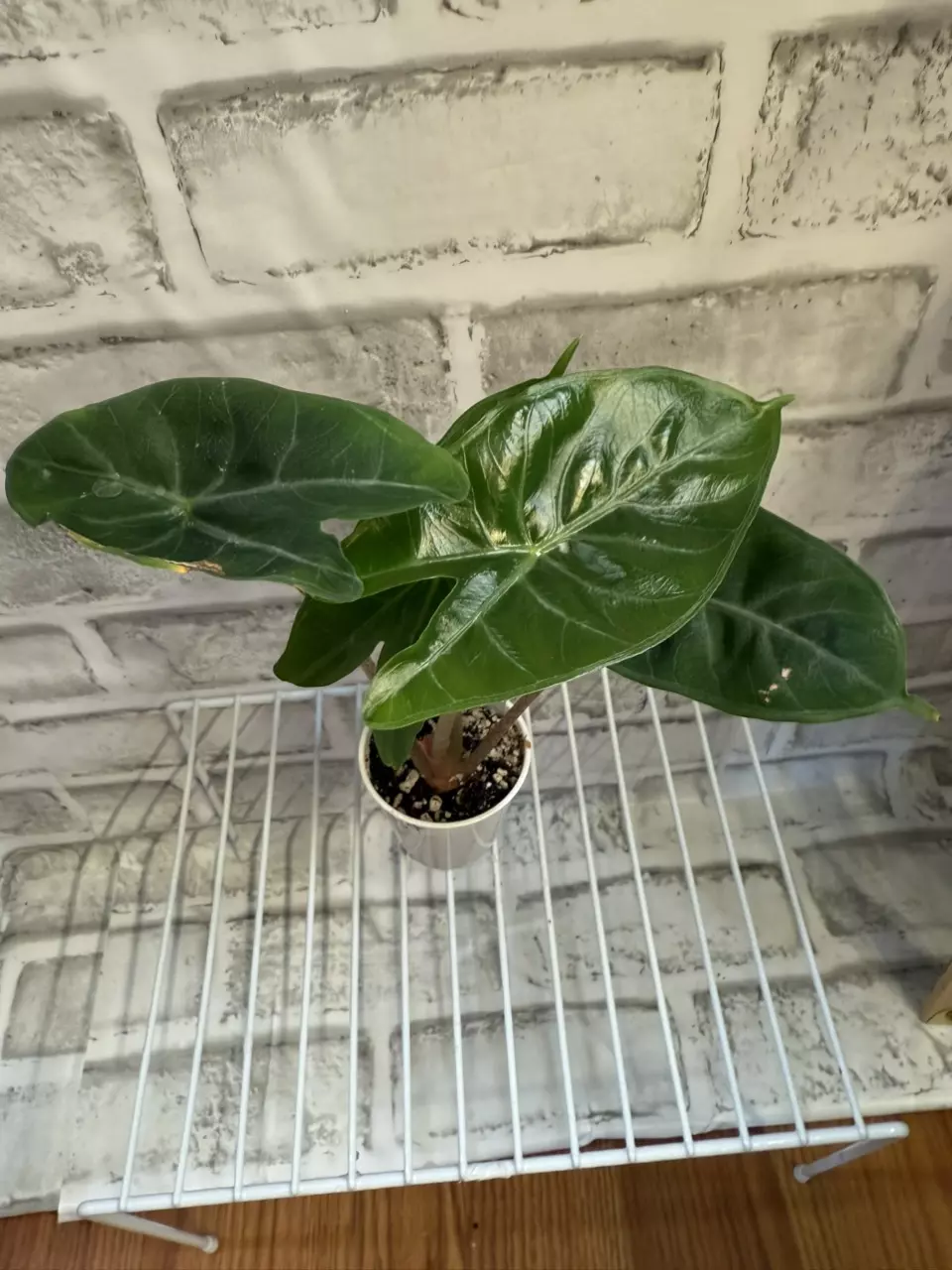 plant/Alocasia Ivory Coast 2in pot C-0