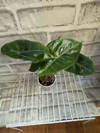 plant/Alocasia Ivory Coast 2in pot C-0-thumbnail