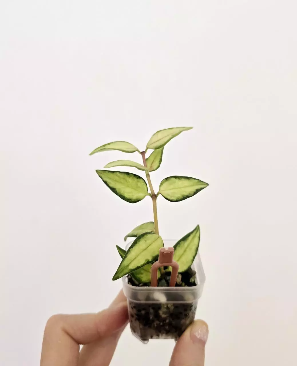 plant/Hoya bella inner variegated-1