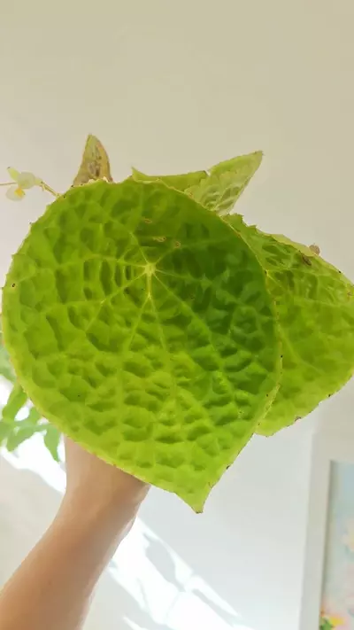 plant/Begonia Natunaensis-0-thumbnail
