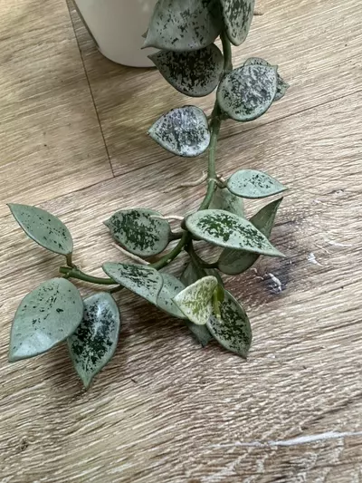 plant/Hoya leopard skin-2-thumbnail