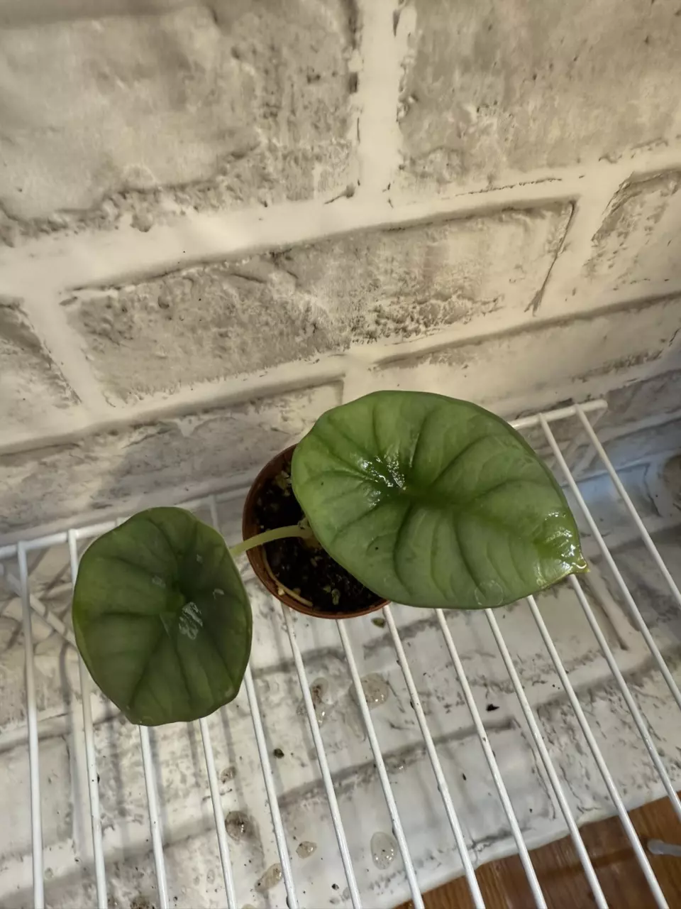 plant/Alocasia Nebula Imperialis 2in pot B (corm grown)-0