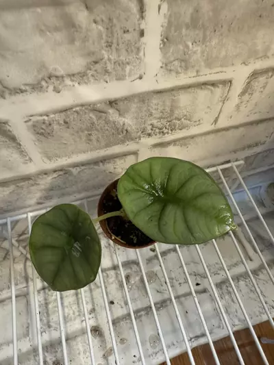 plant/Alocasia Nebula Imperialis 2in pot B (corm grown)-0-thumbnail