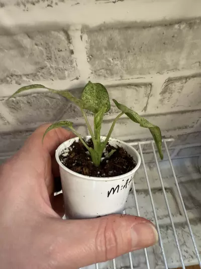 plant/Alocasia Cucullata Mint 2in pot-2-thumbnail