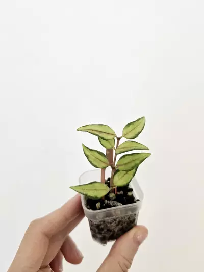 plant/Hoya bella inner variegated-2-thumbnail