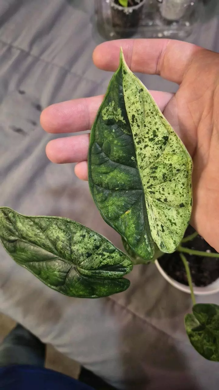 plant/Alocasia Dragon Scale Mint-1