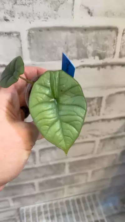 plant/Alocasia Bisma Platinum 2in pot B (corm grown)-3-thumbnail