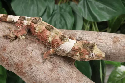 plant/VhRo0224 male-0-thumbnail