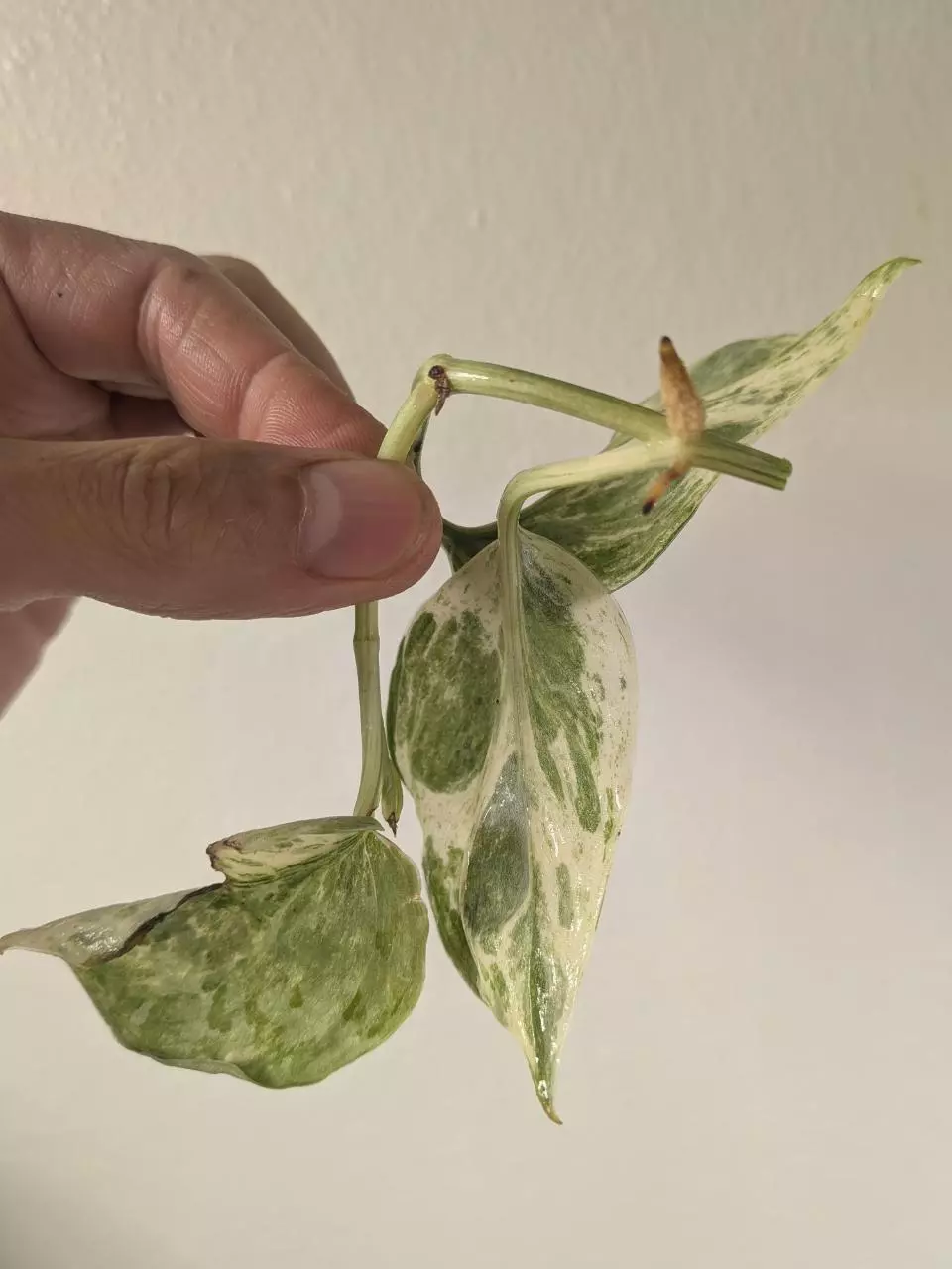 plant/Scindapsus hologram unrooted cutting ✂️note cosmetic damage on one leaf-1