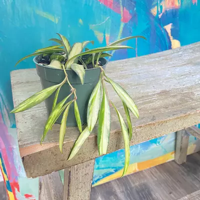 plant/Hoya Wayetti-1-thumbnail