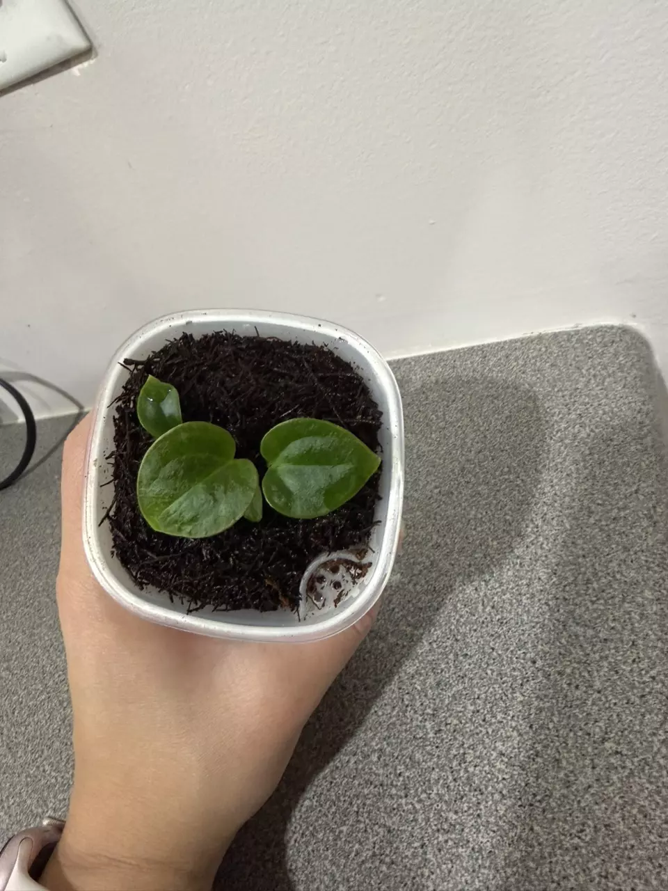 plant/Anthurium (Crystallinum x Magnificum) x Luxurians-4