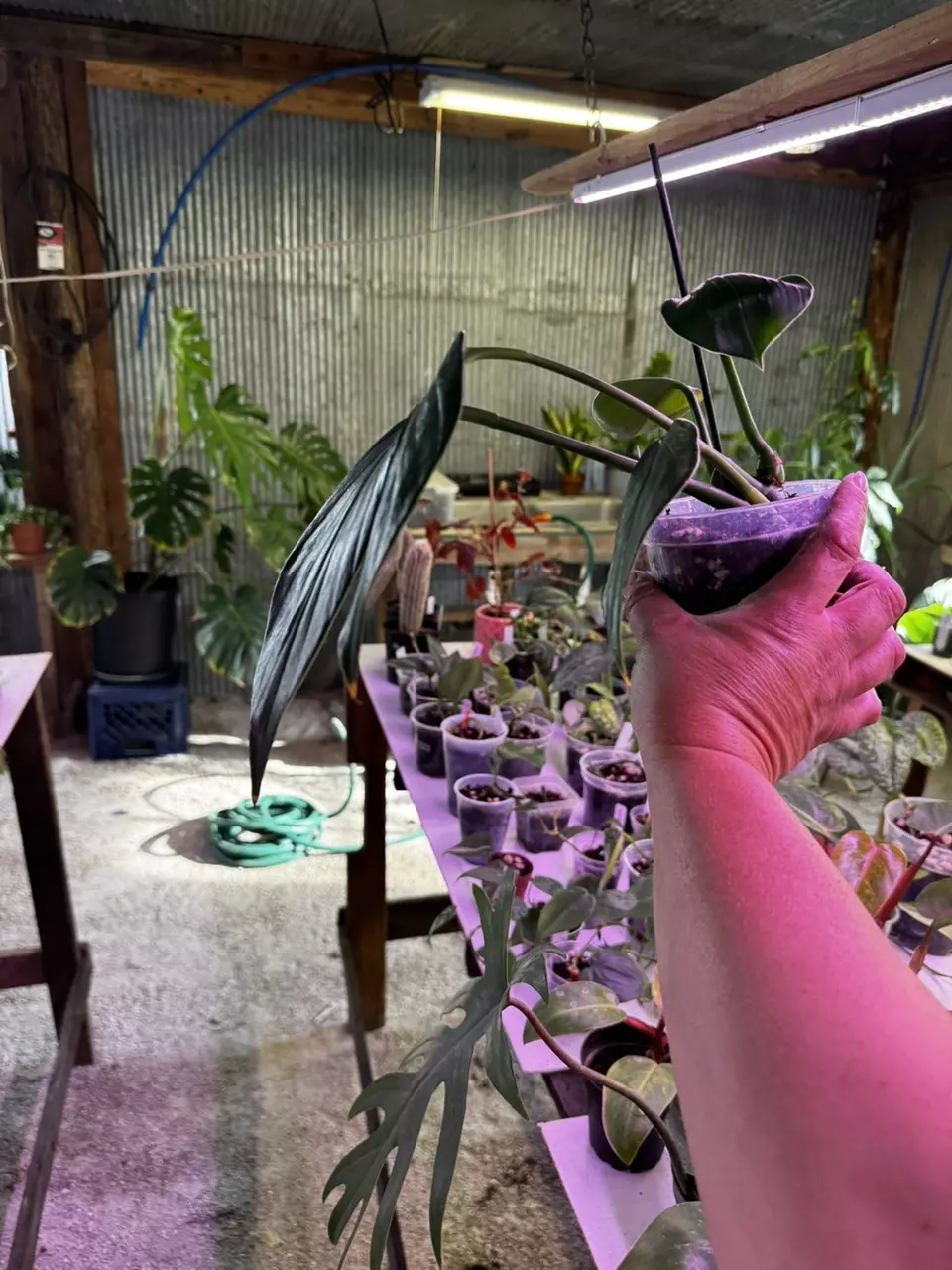 plant/0123 Rhapidaphora Decursiva 4”-2