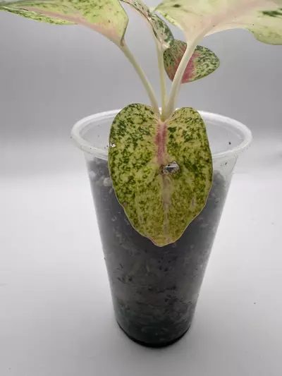plant/Aglaonema Mahasetti 0494-2-thumbnail