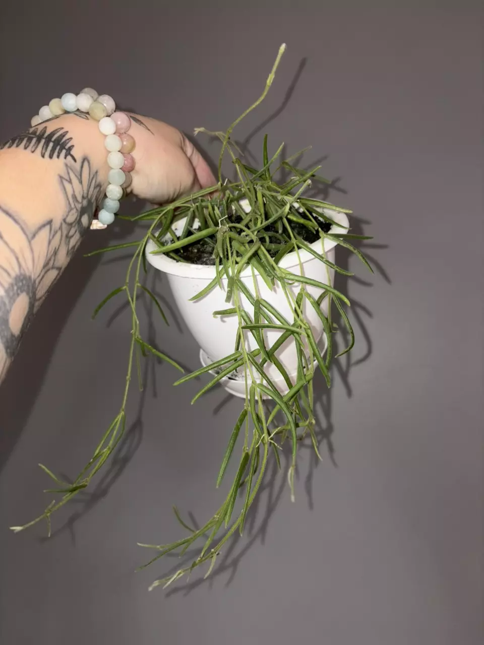 plant/Hoya Linearis-0