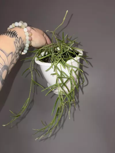 plant/Hoya Linearis-0-thumbnail