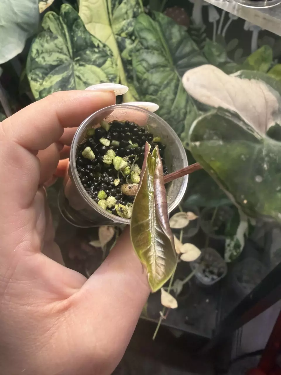 plant/Alocasia Pseudo pink Sanderiana bull variegated pup-1