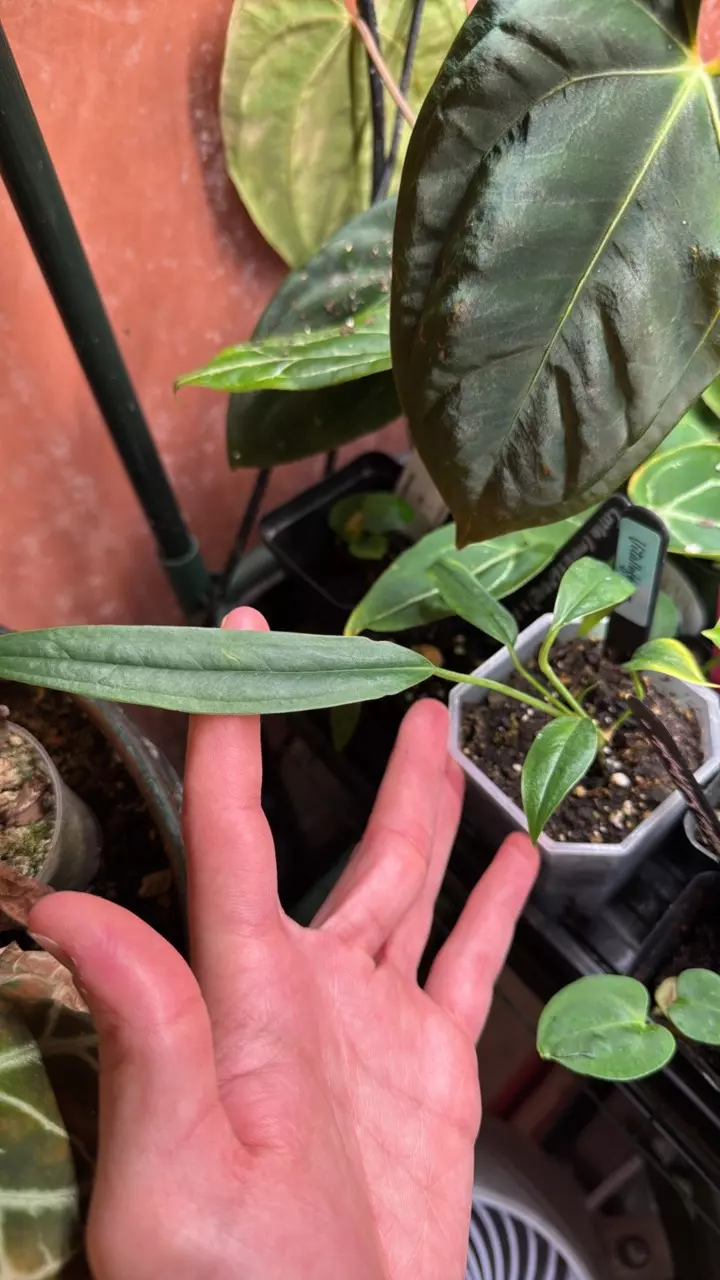 plant/Vitalloforum-0