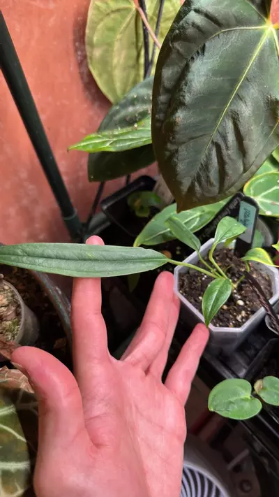 plant/Vitalloforum-0-thumbnail